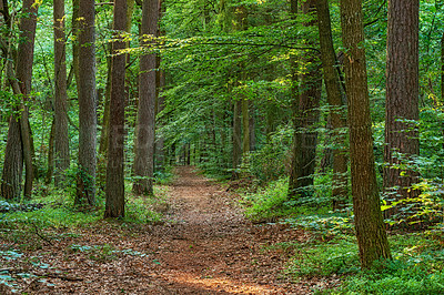 Buy stock photo Forest in springtime in Denmark