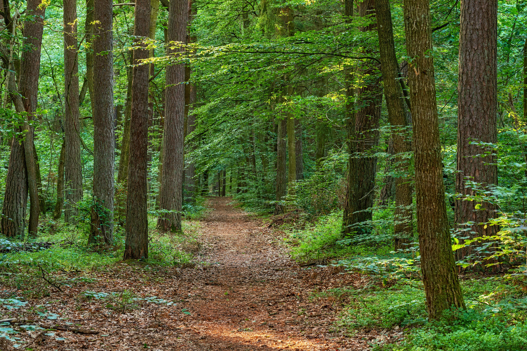 Buy stock photo Forest in springtime in Denmark