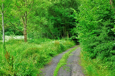 Buy stock photo Forest in springtime in Denmark