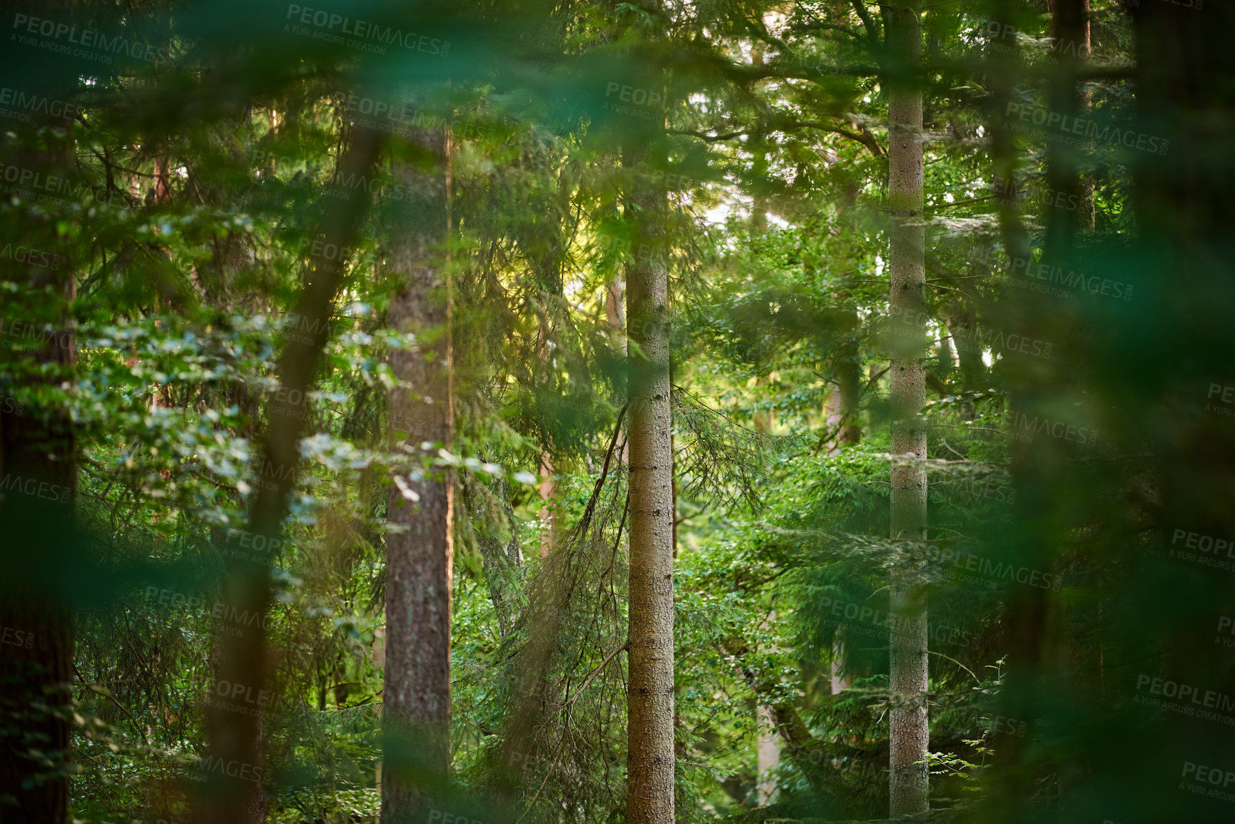 Buy stock photo Scenic view of a nature setting in a sunlit forest with beautiful green leaves on a warm Spring or Summer day. An isolated skinny tree trunk with hanging branches.