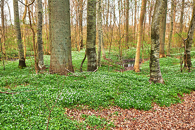 Buy stock photo Forest in springtime in Denmark