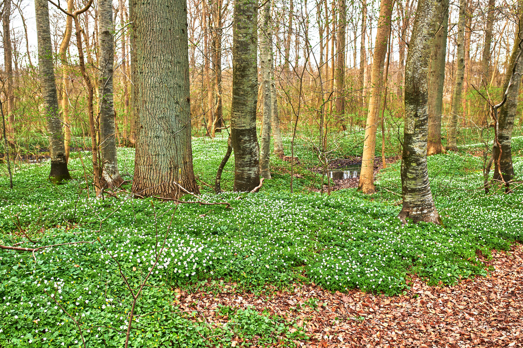 Buy stock photo Forest in springtime in Denmark