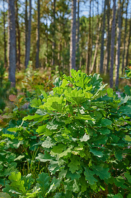 Buy stock photo Oak tree plant growing in a forest in summer. Nature landscape of green lush leaves on trees with spring growth in the woods. Bright wild plants in an eco friendly environment or park during the day