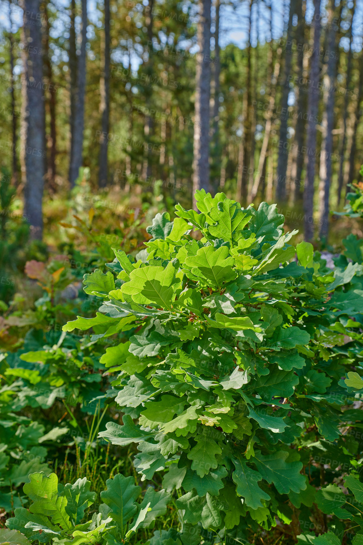 Buy stock photo Oak tree plant growing in a forest in summer. Nature landscape of green lush leaves on trees with spring growth in the woods. Bright wild plants in an eco friendly environment or park during the day