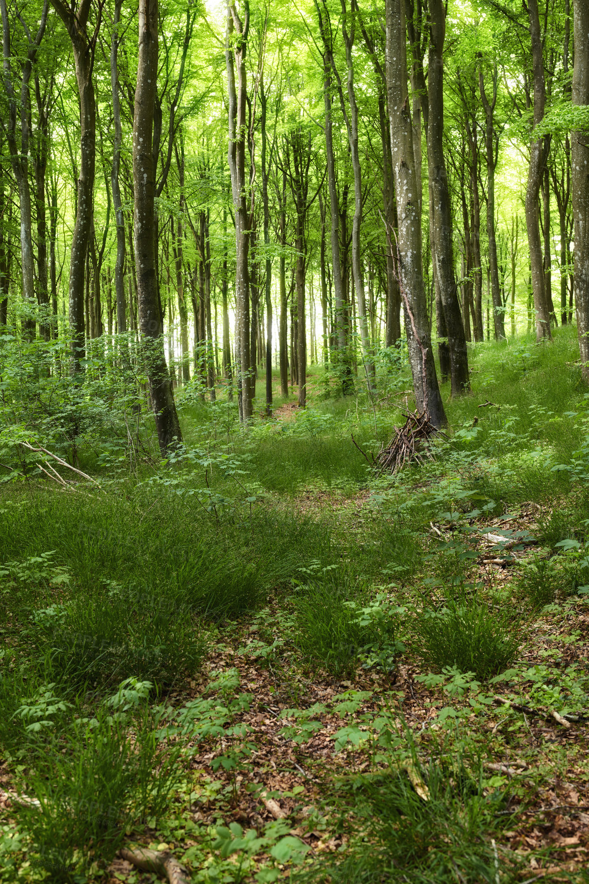 Buy stock photo Forest in springtime in Denmark