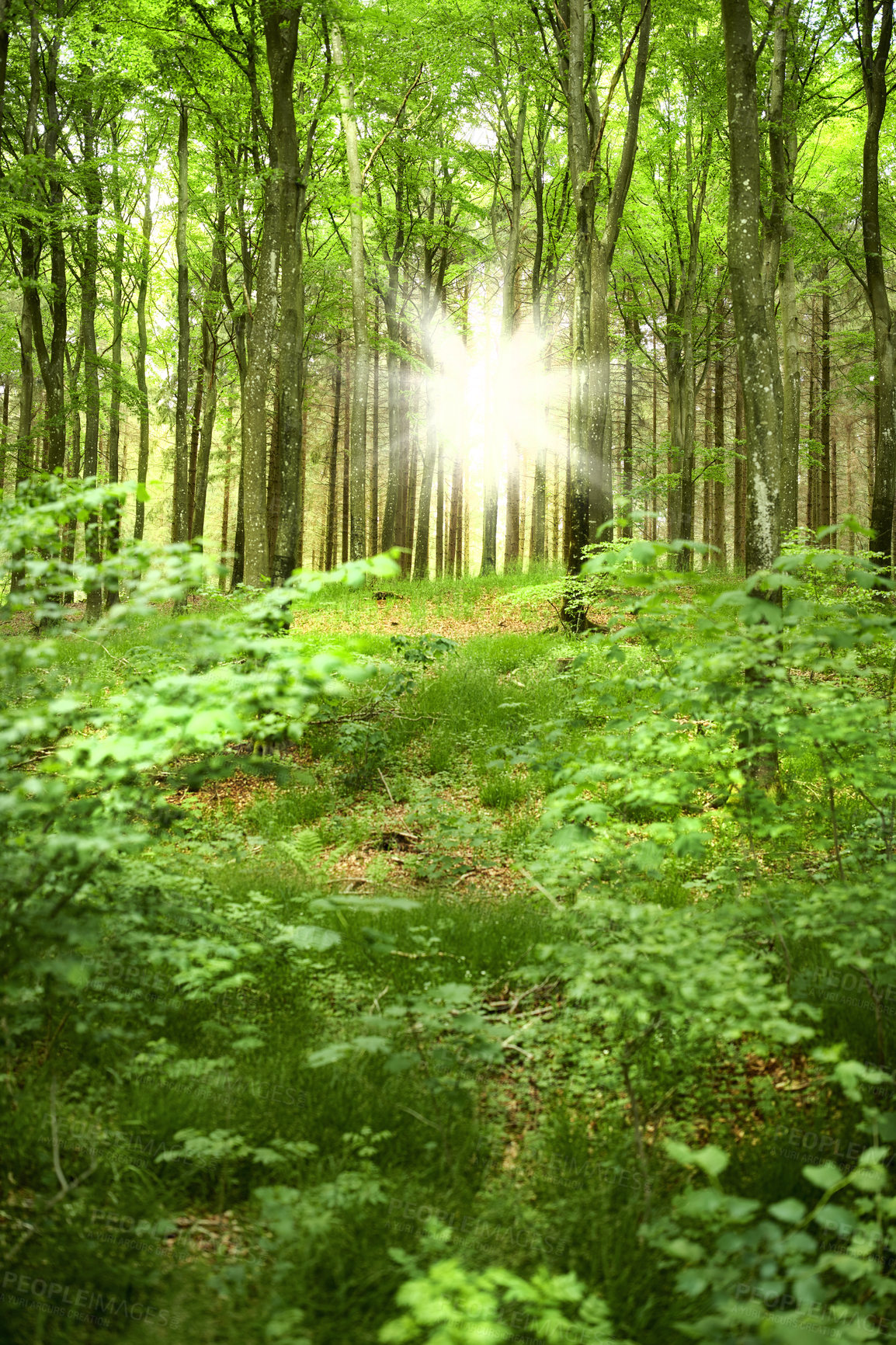 Buy stock photo Forest in springtime in Denmark