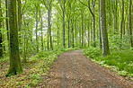 The forest in springtime - Denmark