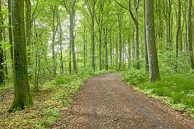 Buy stock photo Path in the countryside forest for a peaceful drive through the woods. Landscape of a vibrant woodland with tall green trees in their natural environment. Scenic driveway for an adventure in nature