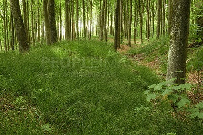 Buy stock photo Forest in springtime in Denmark