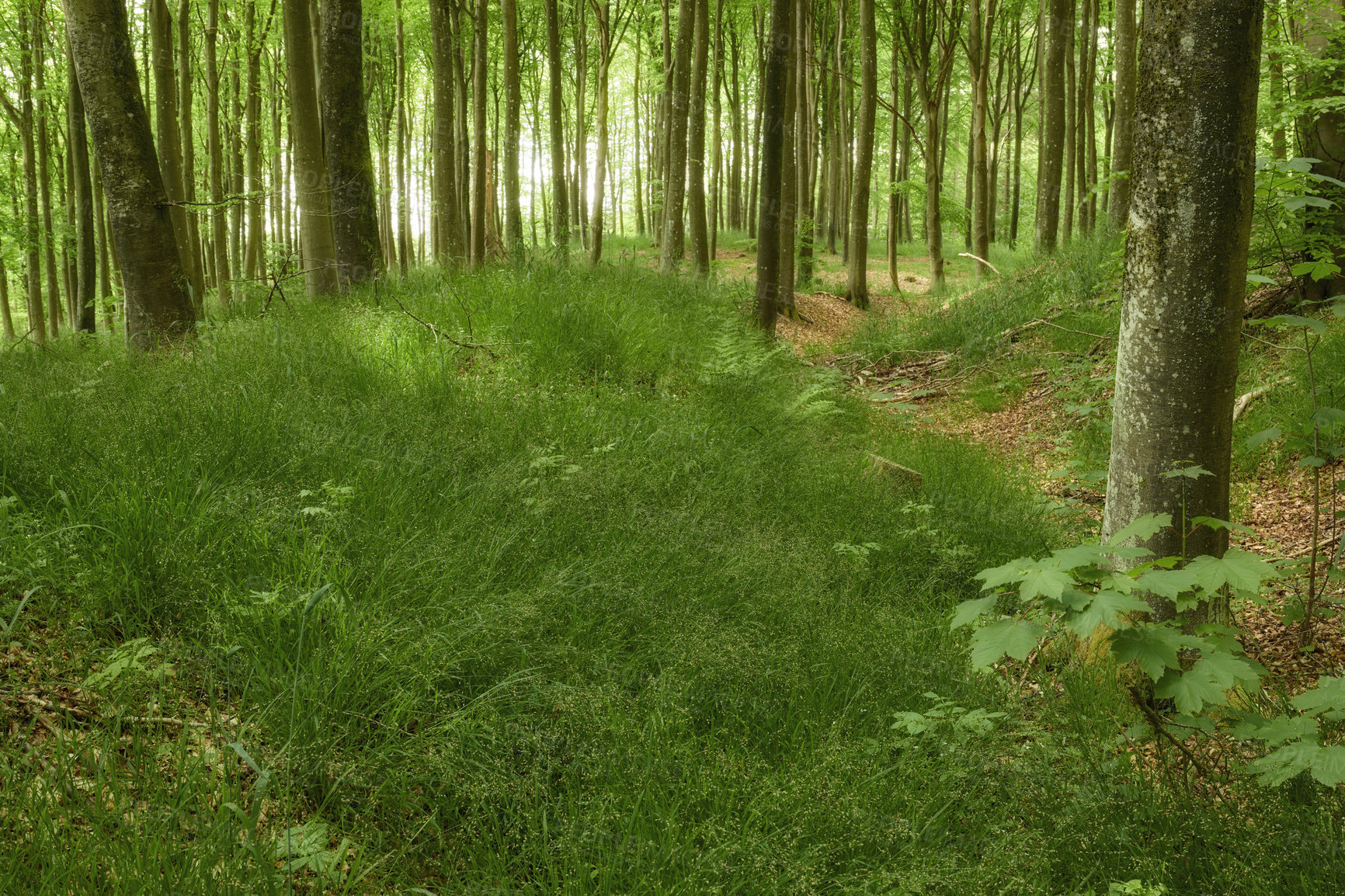 Buy stock photo Forest in springtime in Denmark