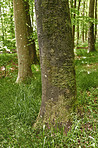 The forest in springtime - Denmark