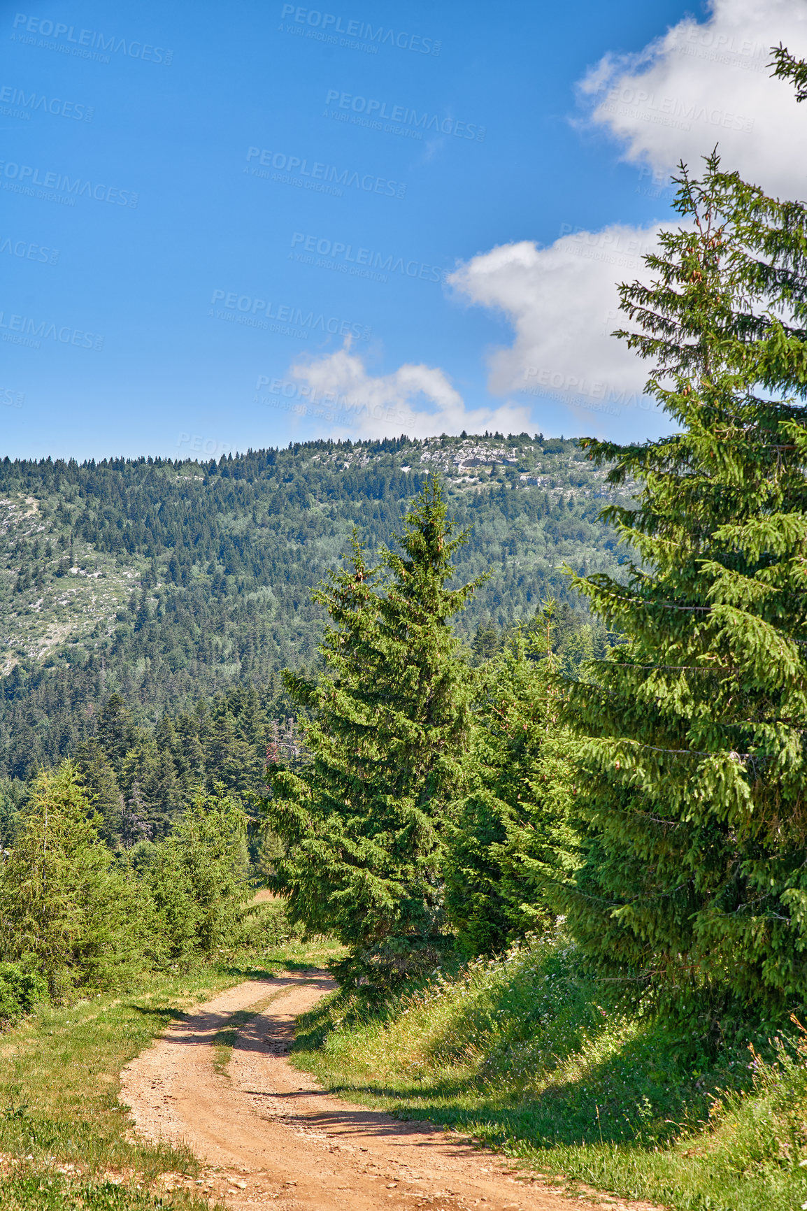 Buy stock photo Dirt path leading to secret location in quiet pine forest in remote environmental nature conservation. Landscape view of lush, green cedar and fir woods with hiking trail through mountains and hills