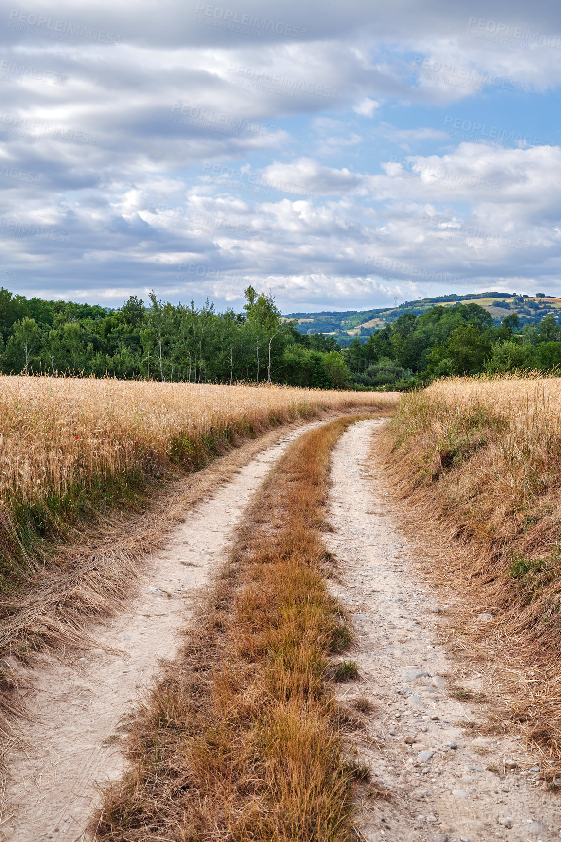 Buy stock photo Dirt road on a farm land with a green forest and cloudy blue sky background. Yellow grass land or wheat field on a sustainable agriculture farmland. An empty farming grassland by the countryside