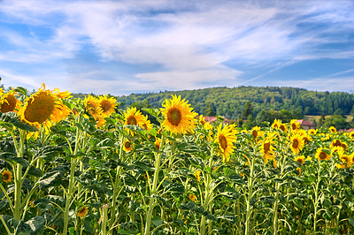 Buy stock photo Bright sunflower farm on a beautiful day with a cloudy blue sky background. Vibrant yellow flowers bloom on farmland on a sunny summer day. Agriculture plants blossoming outdoors on large land