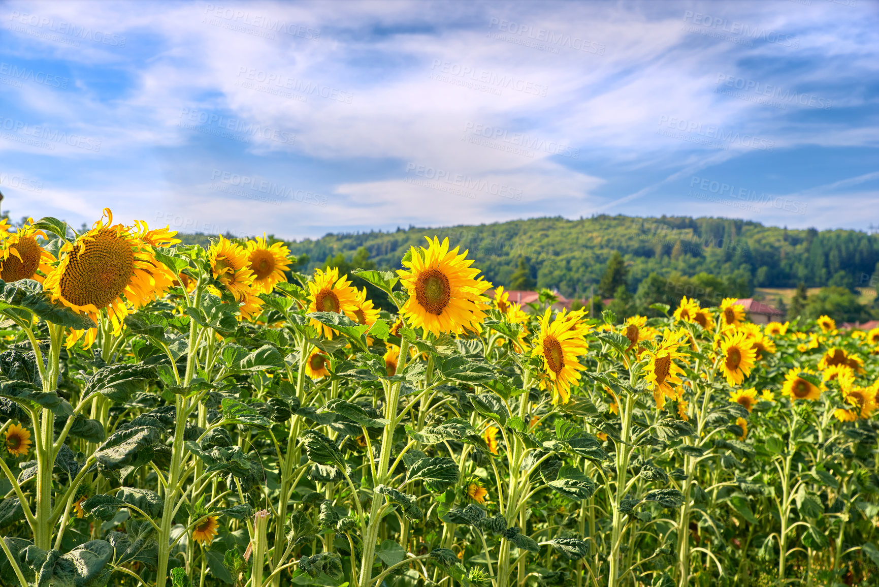 Buy stock photo Bright sunflower farm on a beautiful day with a cloudy blue sky background. Vibrant yellow flowers bloom on farmland on a sunny summer day. Agriculture plants blossoming outdoors on large land