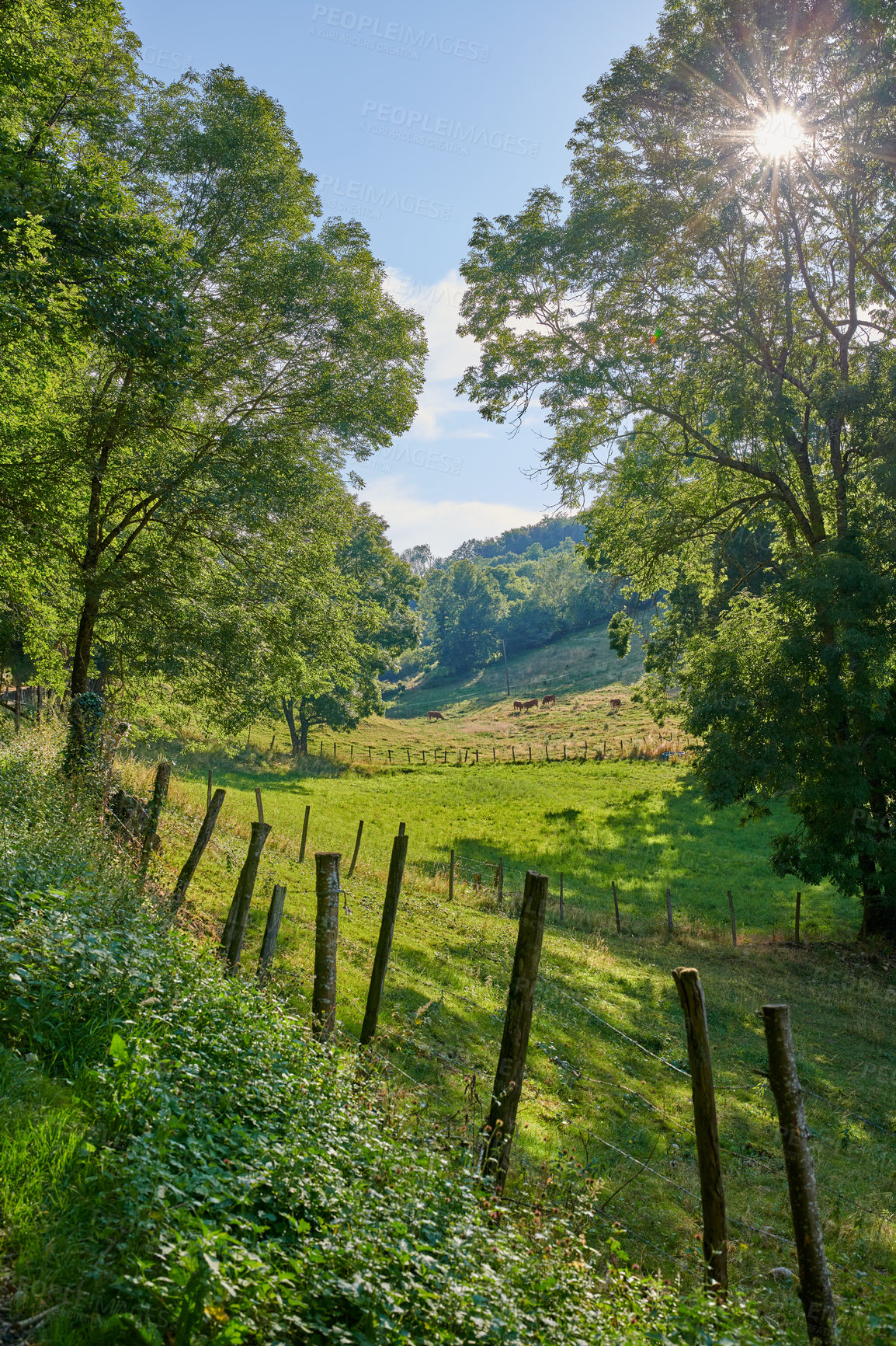 Buy stock photo Landscape view of countryside farm with grass fed cows grazing on green pasture and raised for dairy, meat or beef industry. Lush, serene and peaceful agriculture farming estate in remote calm meadow