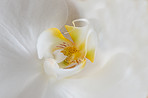 White tulips in the garden