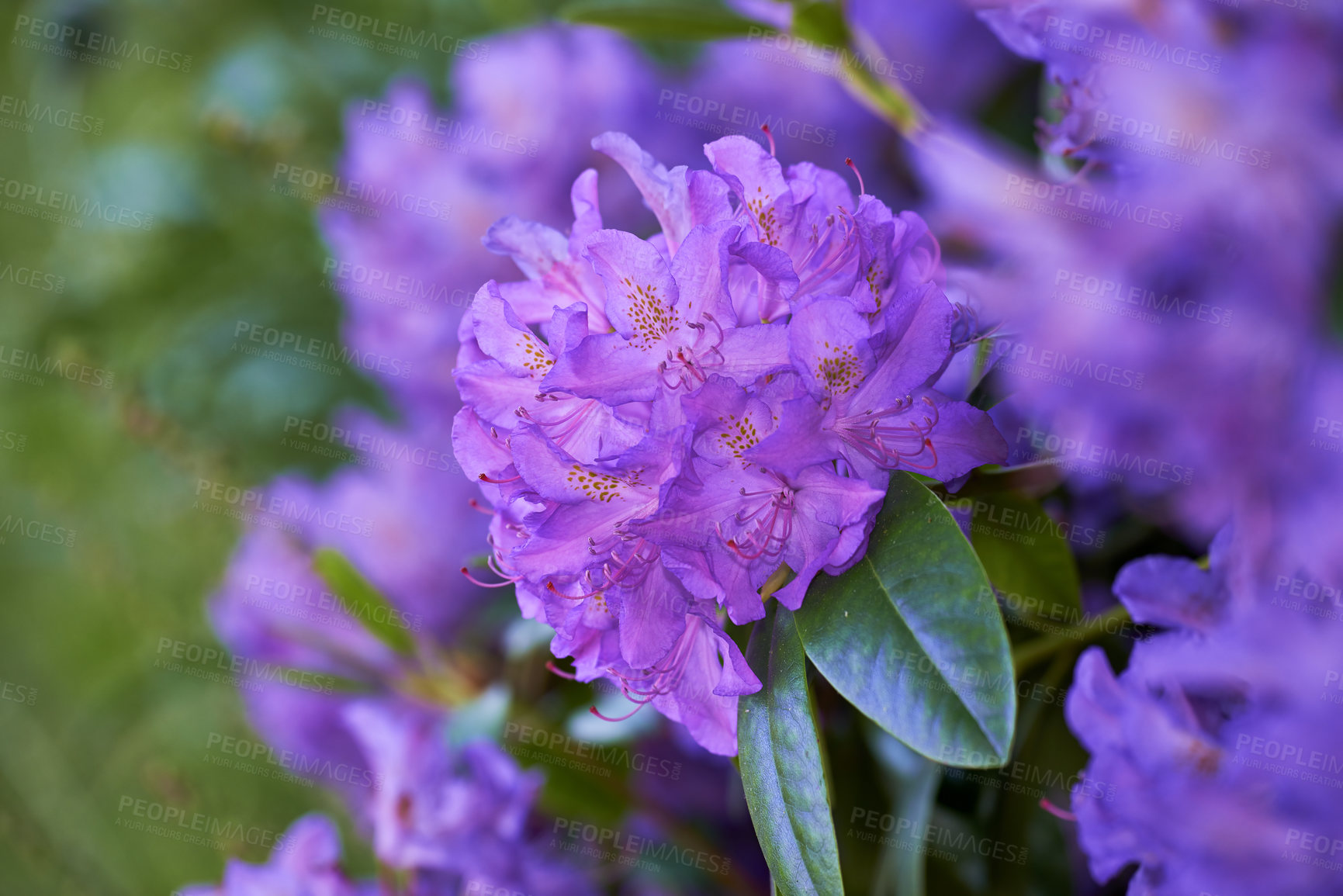 Buy stock photo Rhododendron is a genus of 1,024 species of woody plants in the heath family, either evergreen or deciduous, and found mainly in Asia, although it is also widespread throughout the Southern Highlands of the Appalachian Mountains of North America.