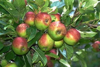 Buy stock photo Fresh apple in the tree