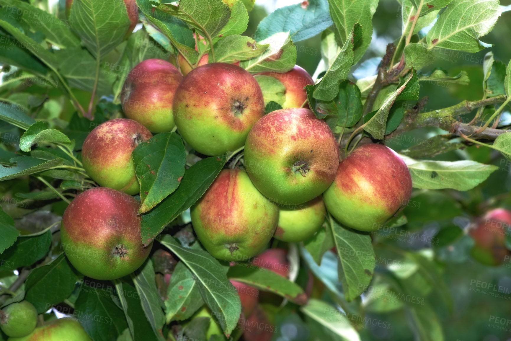 Buy stock photo Fresh apple in the tree