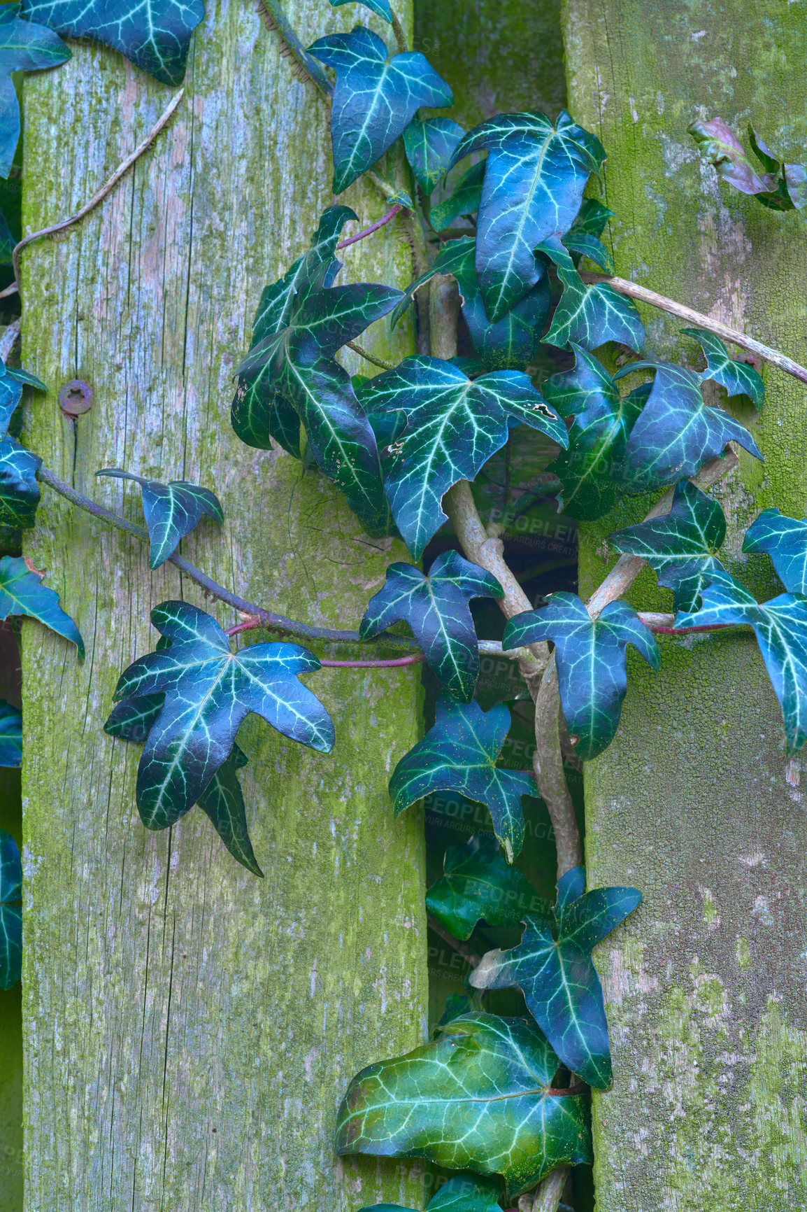 Buy stock photo A series of beautiful garden photos