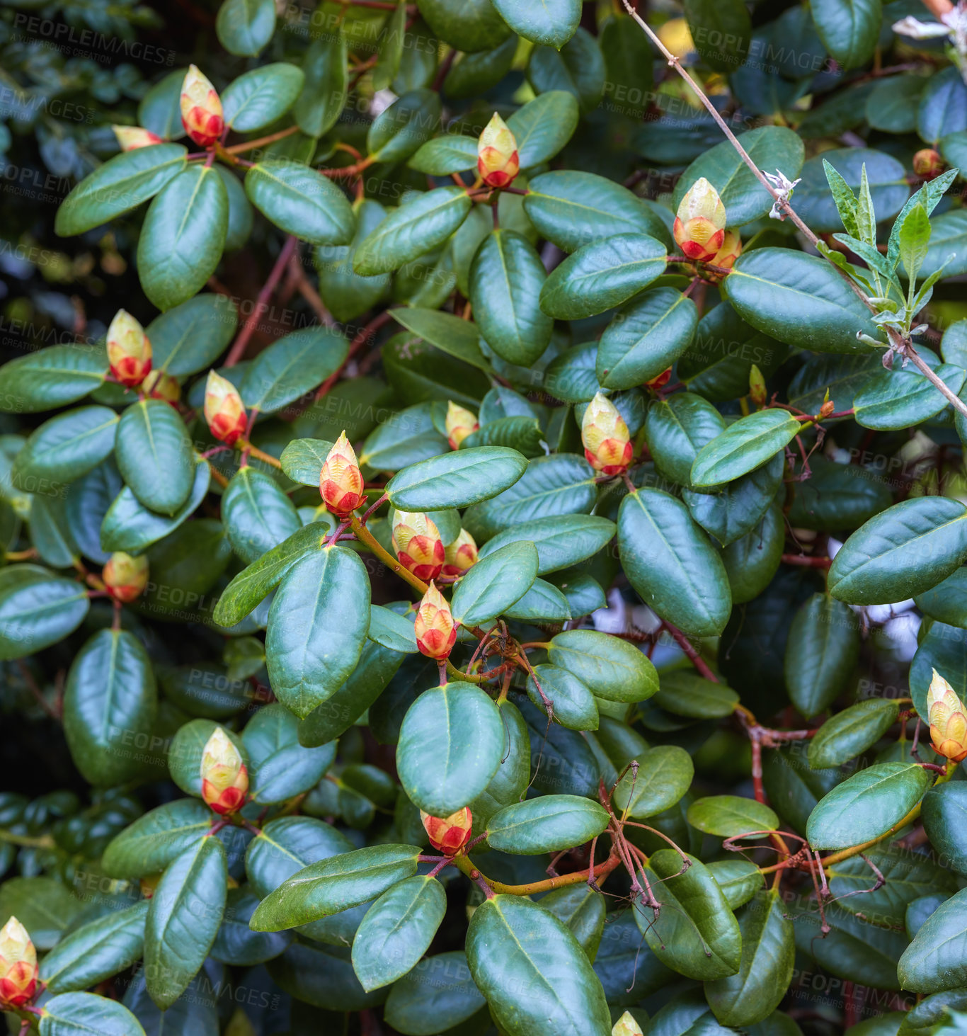 Buy stock photo Landscape, plants and environment with flowers in garden for sustainability, blossom and ecology. Nature, foliage and eco friendly with rhododendron outdoor for bush, spring season and ecosystem