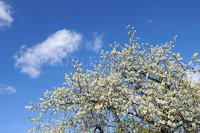 Buy stock photo Cherry flowers on a tree against a cloudy blue sky in a backyard garden in summer. Wild white sakura flowering plants blossoming and flourishing on branches in a nature park or field in spring