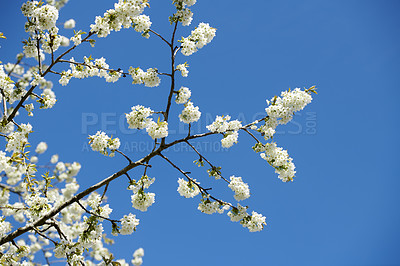 Buy stock photo Sweet cherry flowers growing on a tree in a garden. Beautiful Sakura flowering plants blossoming on branches against a clear blue sky in summer. Nature park with flora trees in a natural environment