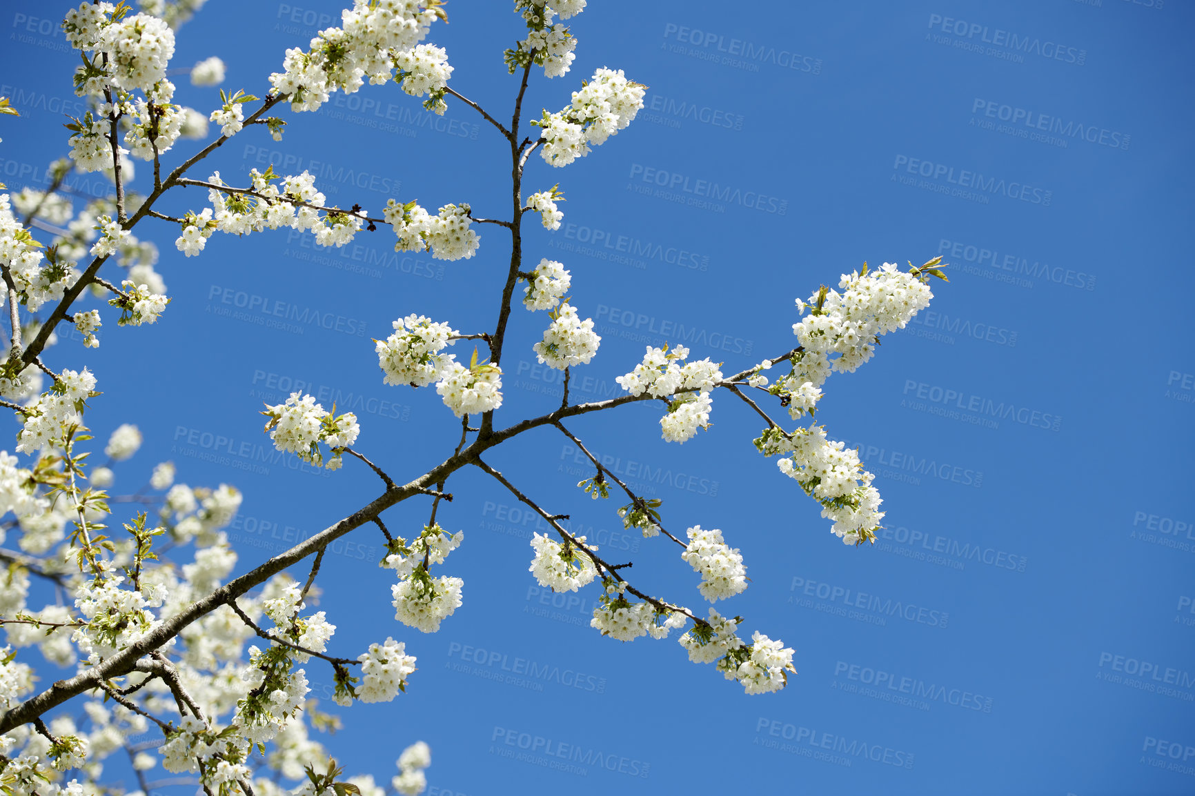 Buy stock photo Sweet cherry flowers growing on a tree in a garden. Beautiful Sakura flowering plants blossoming on branches against a clear blue sky in summer. Nature park with flora trees in a natural environment
