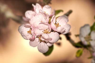 Buy stock photo Colorful pink flowers growing in a garden. Closeup of beautiful japanese quince or chaenomeles japonica from the rose species with vibrant petals blooming and blossoming in nature during spring