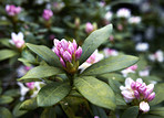 Rhododendron - garden flowers in May