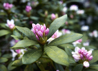 Buy stock photo Rhododendron is a genus of 1,024 species of woody plants in the heath family, either evergreen or deciduous, and found mainly in Asia, although it is also widespread throughout the Southern Highlands of the Appalachian Mountains of North America.