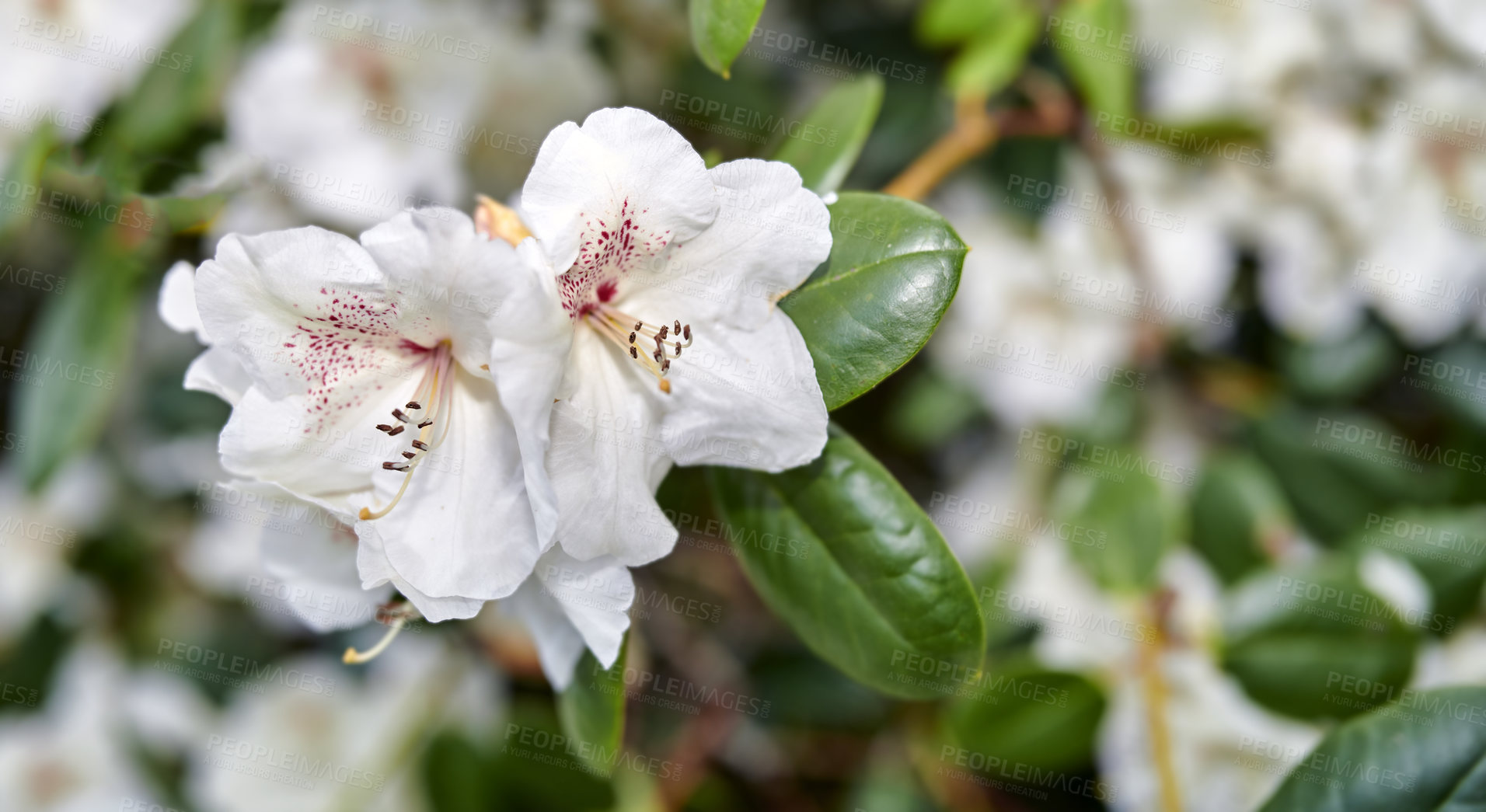 Buy stock photo Rhododendron is a genus of 1,024 species of woody plants in the heath family, either evergreen or deciduous, and found mainly in Asia, although it is also widespread throughout the Southern Highlands of the Appalachian Mountains of North America.