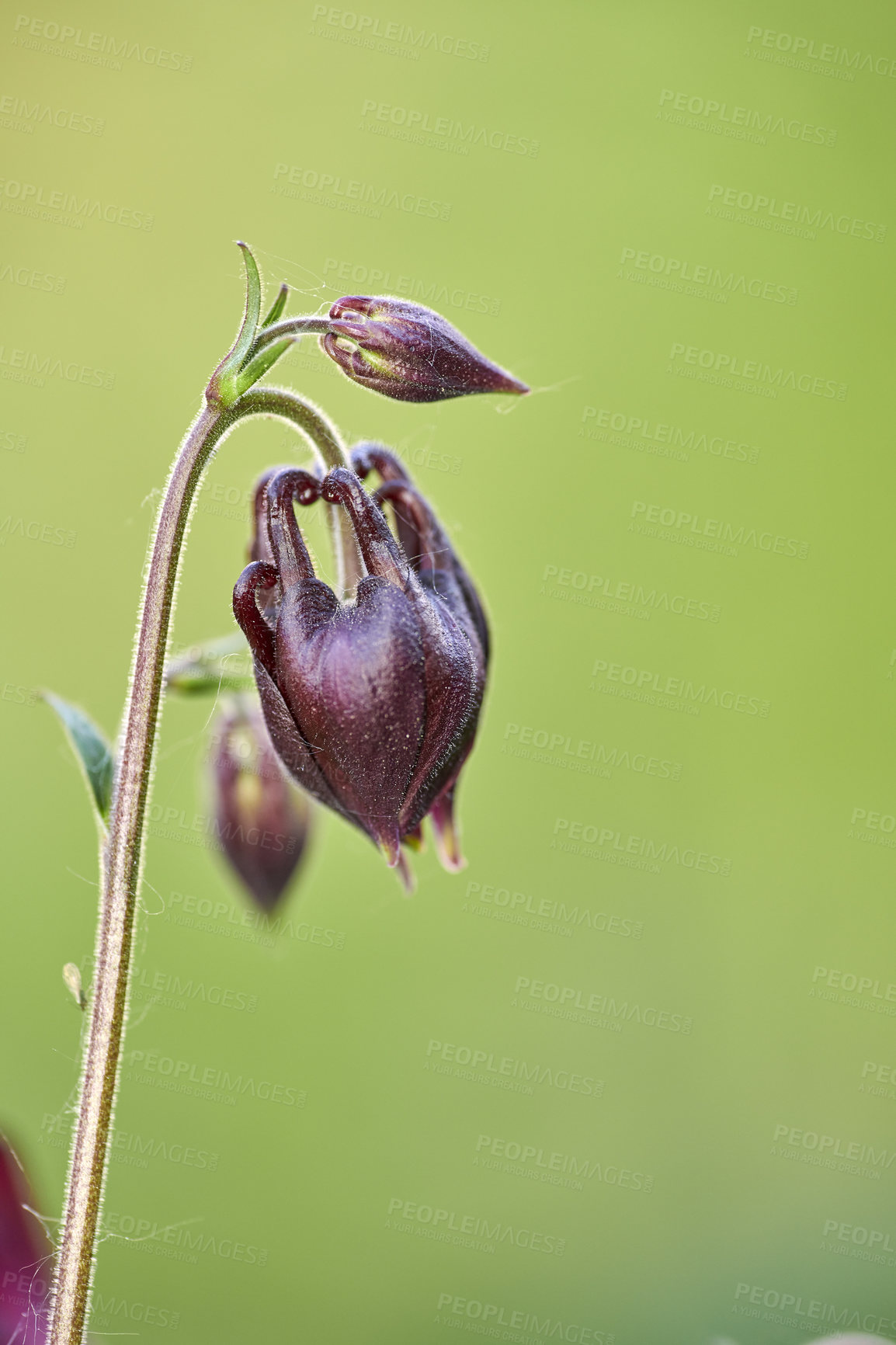 Buy stock photo A series of beautiful garden photos