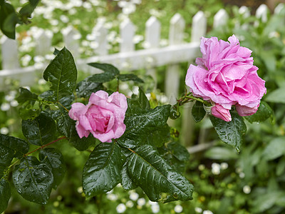 Buy stock photo A photo of a beautiful rose in the garden