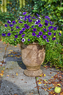 Buy stock photo Flower pot with purple large white petunias growing in a backyard or home garden in autumn on a patio. Beautiful flowering plant blooming in a yard outdoors. Lush plants and fallen leaves outside