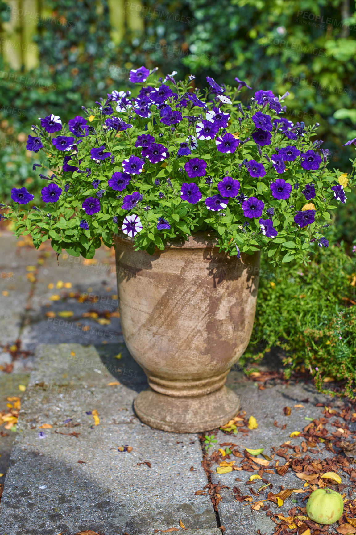 Buy stock photo Flower pot with purple large white petunias growing in a backyard or home garden in autumn on a patio. Beautiful flowering plant blooming in a yard outdoors. Lush plants and fallen leaves outside