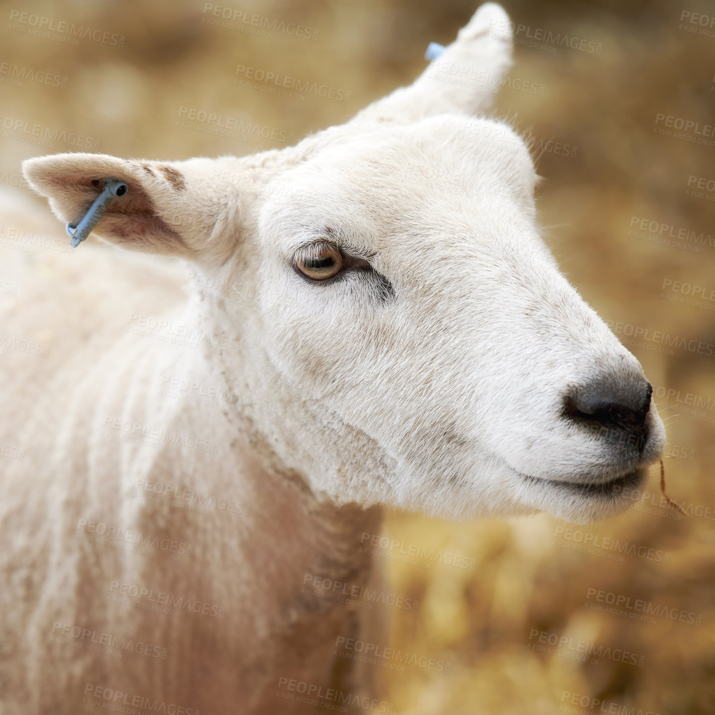 Buy stock photo A series of photos of lamb and sheep