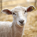 New born lamb and sheep