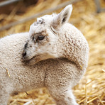 New born lamb and sheep