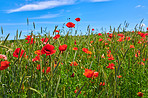 Wheat fields with poppies in early summer