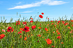 Wheat fields with poppies in early summer