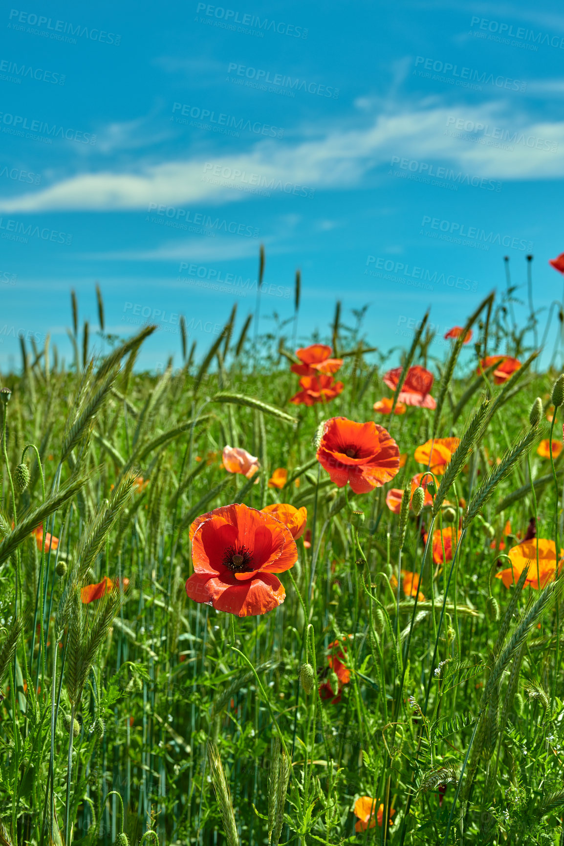 Buy stock photo A  photo of poppies in the countryside in early summer