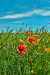 Wheat fields with poppies in early summer