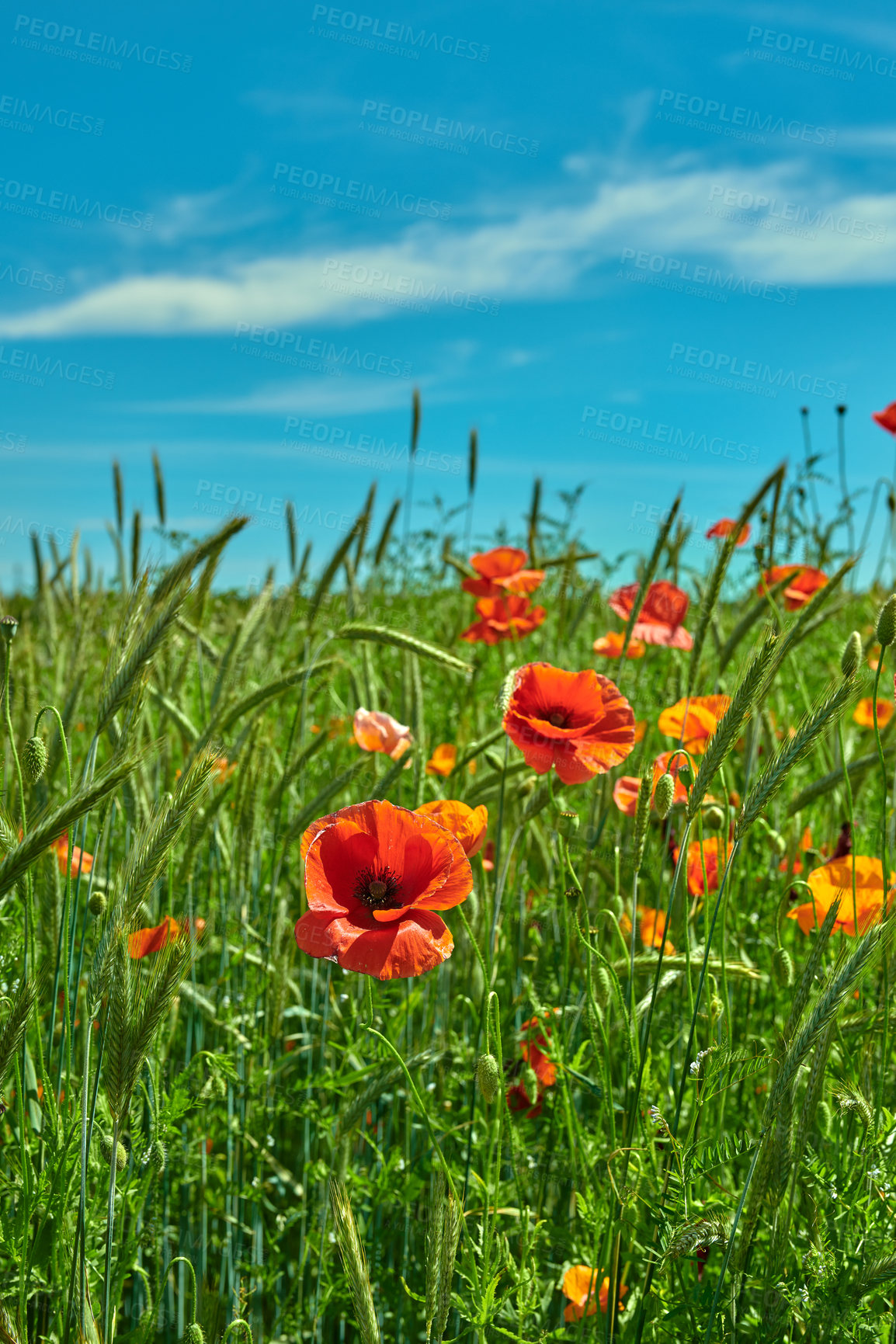 Buy stock photo Spring, nature or flowers landscape in meadow for natural beauty, blooming season or biodiversity. Floral, blue sky or poppies in countryside for ecosystem, eco friendly environment or sustainability