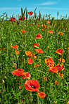 Wheat fields with poppies in early summer