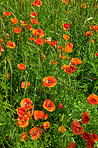 Wheat fields with poppies in early summer