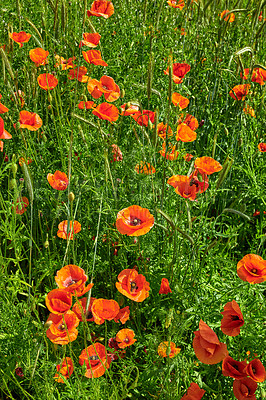 Buy stock photo A  photo of poppies in the countryside in early summer