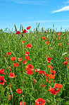 Wheat fields with poppies in early summer