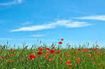 Wheat fields with poppies in early summer